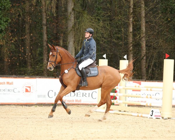 Springpferd Celeste ST (Oldenburger Springpferd, 2018, von Comme il Faut)