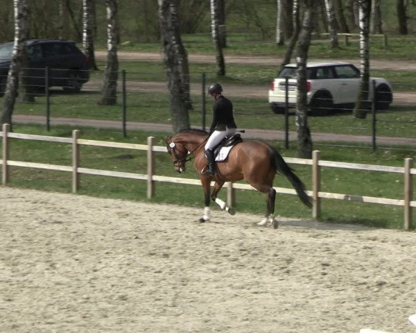 Reitturnier Westergellersen 2023