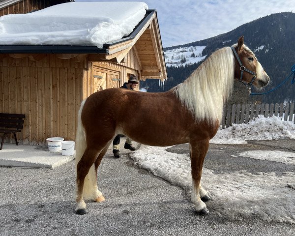 dressage horse Nautic (Haflinger, 2019, from Nordpol) dressage horse Nautic (Haflinger, 2019, from Nordpol)