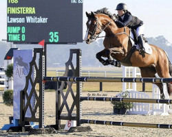 broodmare Finisterra (KWPN (Royal Dutch Sporthorse), 2008, from Canturano I)
