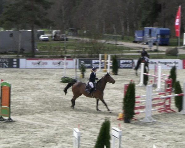 Reitturnier Westergellersen 2023