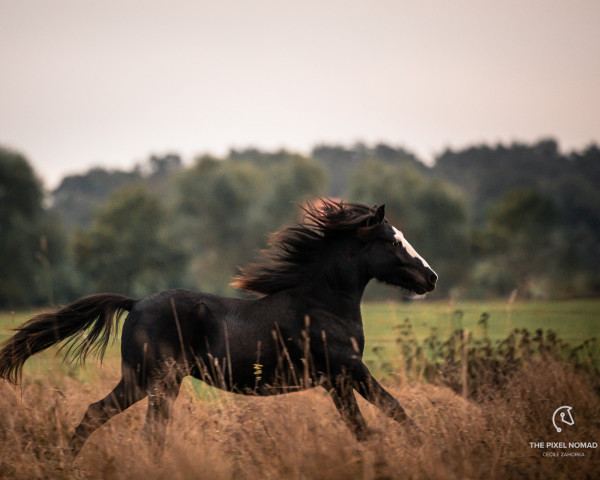 stallion Baron Almar vom Achterberg (Lehmkuhlen Pony, 2020, from Baron Kurt)