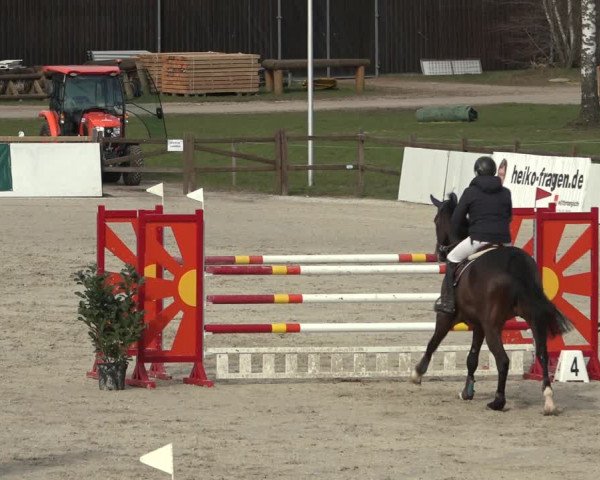 Reitturnier Westergellersen 2023