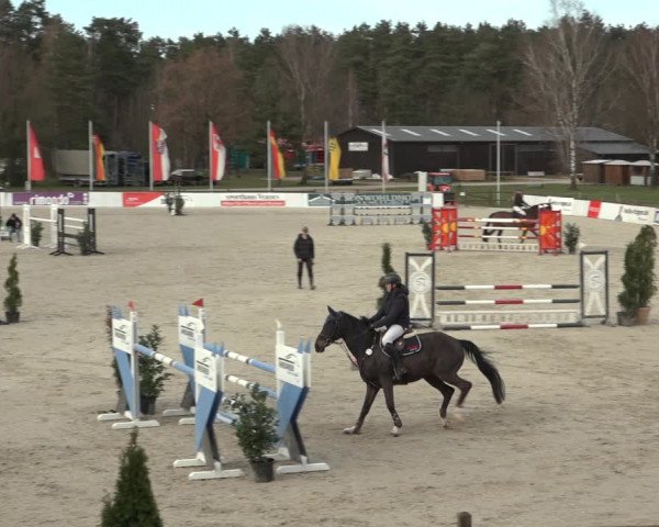 Reitturnier Westergellersen 2023