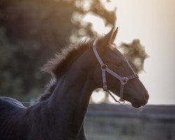 stallion Hengst von Chubakko / Cordobes II (Westphalian, 2022, from Chubakko)