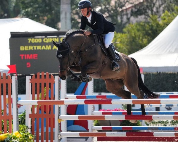 Jumper Qinn C (Belgian Warmblood, 2016, from Cornet Obolensky)