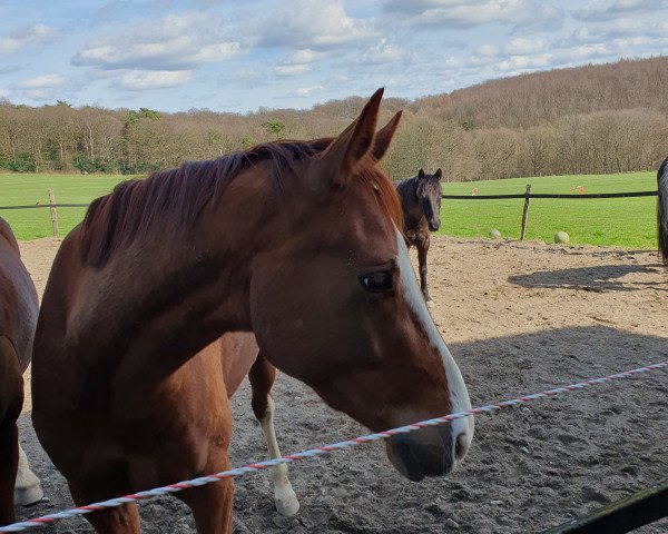 horse Benetton Jazzman (Hanoverian, 2020, from Benetton Dream FRH 1301)