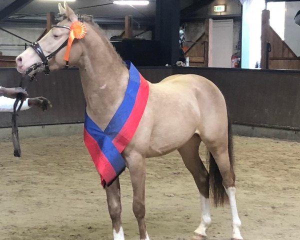 Springpferd Kheano (Deutsches Reitpony, 2019, von Khasanova)