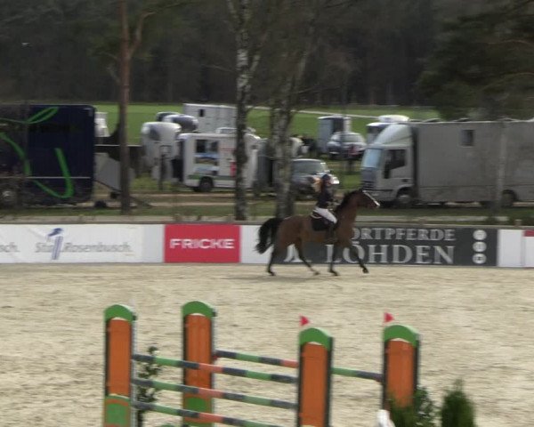 Reitturnier Westergellersen 2023