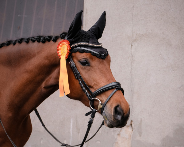 jumper Cantalia (German Sport Horse, 2015, from Canstakko) jumper Cantalia (German Sport Horse, 2015, from Canstakko)
