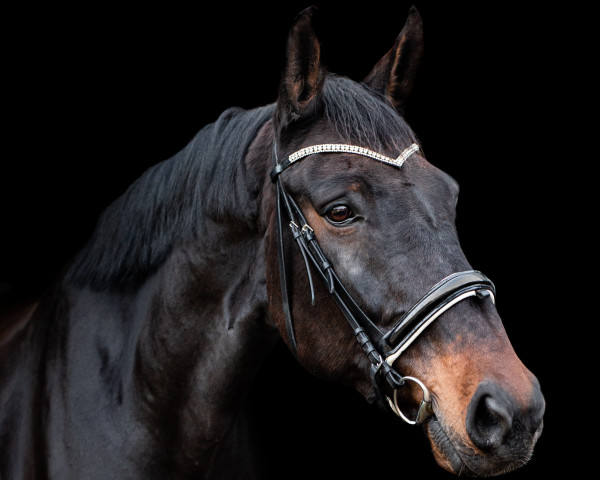 dressage horse Hannes 182 (Holsteiner, 2010, from Ekwador)
