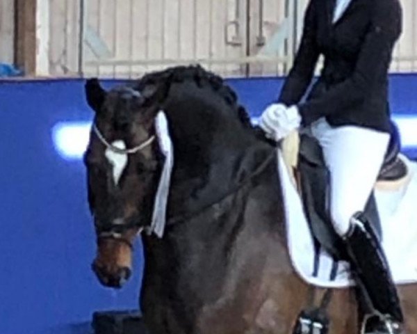 dressage horse Cashmere (Holsteiner, 2012, from Catoo)