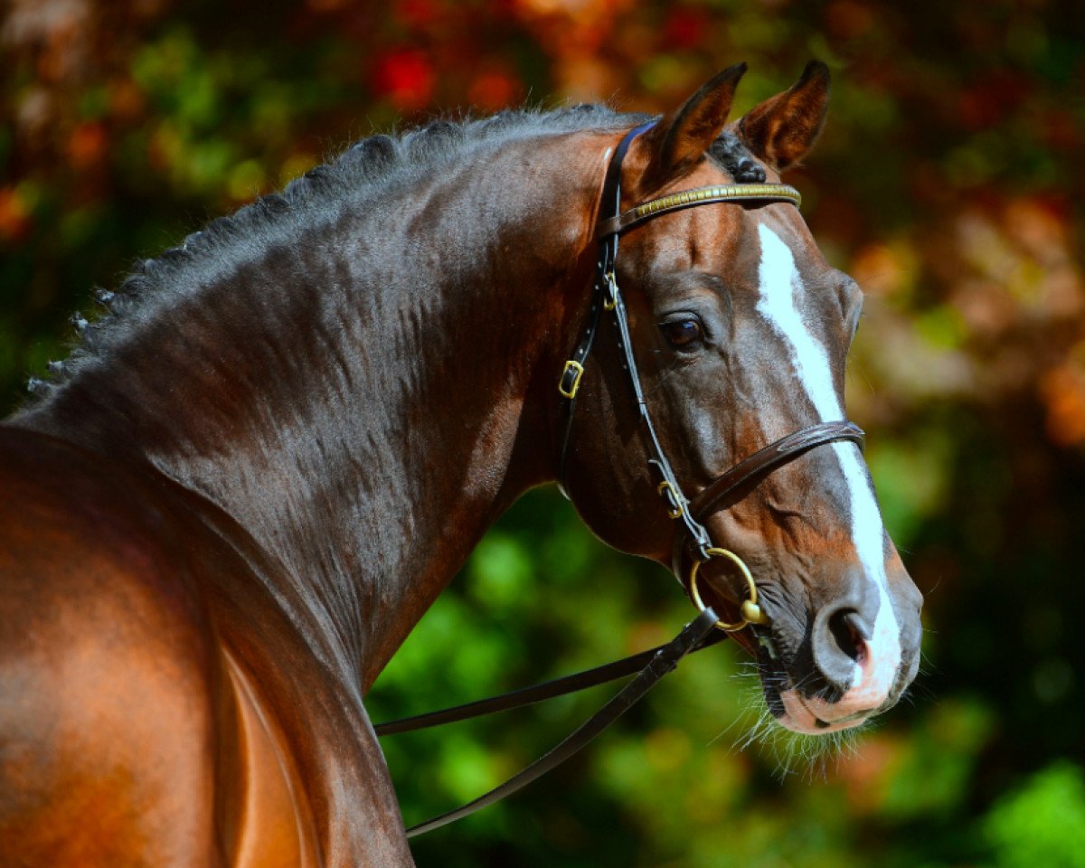stallion Casall Ask (Holsteiner, 1999, from Caretino)