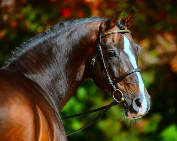 stallion Casall Ask (Holsteiner, 1999, from Caretino)
