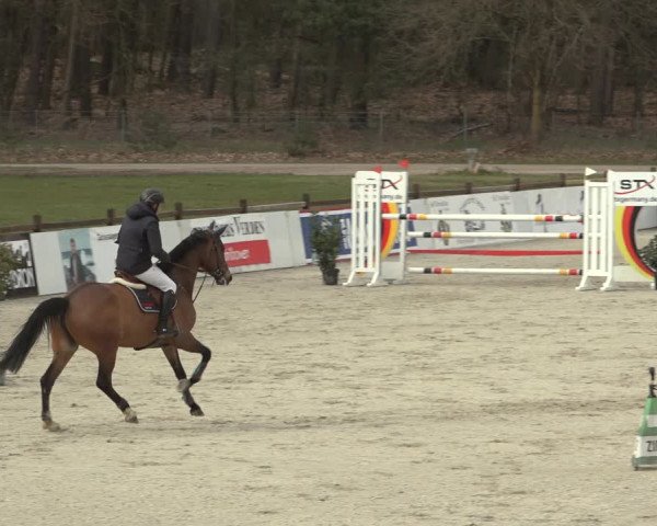 Reitturnier Westergellersen 2023
