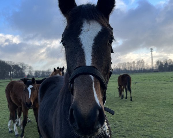 horse Brightside S (Westphalian, 2022, from Bon Joker)