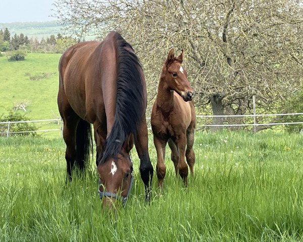 horse Spirit of Luxemburg CW (Hanoverian, 2022, from Stolzenberg)