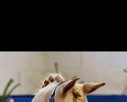 horse Glossy Glamour Girl (German Riding Pony, 2018)
