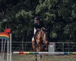 jumper Ben 498 (German Riding Pony, 2006, from Bodyguard)