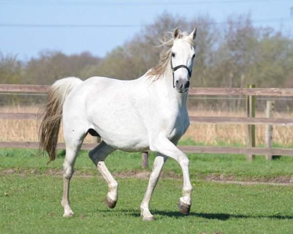 Zuchtstute Tinka Bell (Deutsches Reitpony, 2008, von Top Anthony II)