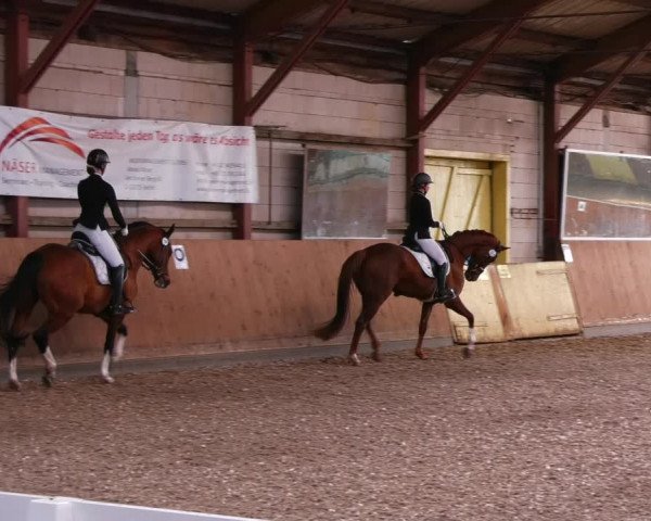 Reitturnier Elisenau 2023