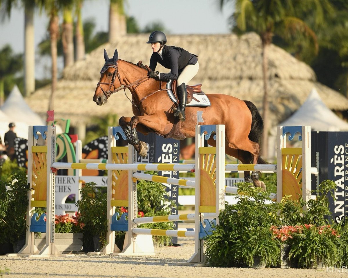 Springpferd Tachini Z (Zangersheide Reitpferd, 2009, von Toulon)