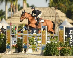 jumper Tachini Z (Zangersheide riding horse, 2009, from Toulon)