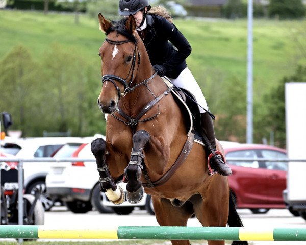 jumper Domingo Von Herzwil CH (Swiss Warmblood, 2016, from Donnerknall-Ben)