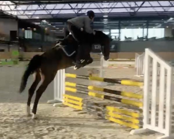 Broodmare Light My Fire III (Holsteiner, 2018, from Cruseon)