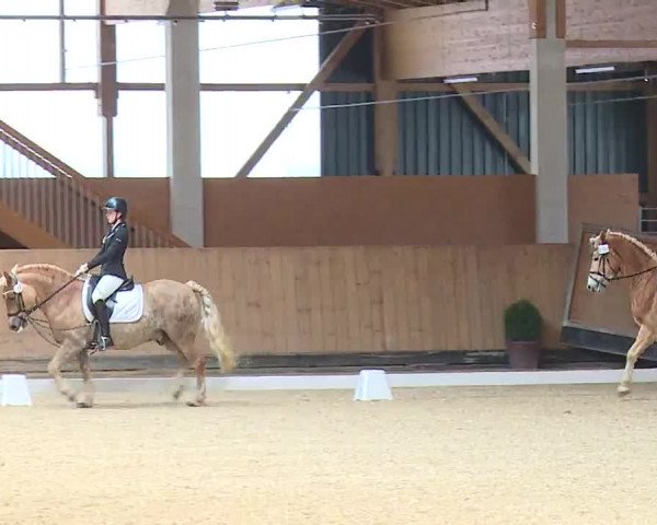 Reitturnier Grafenrheinfeld/Ufr. 2023