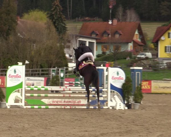Reitturnier Gniebing-Feldbach 2023