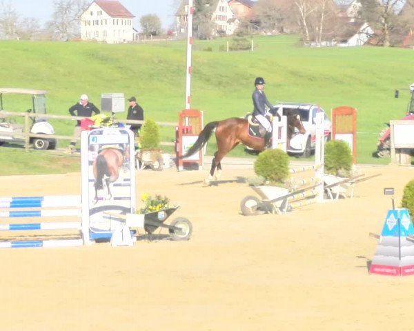 Reitturnier Wädenswil 2023