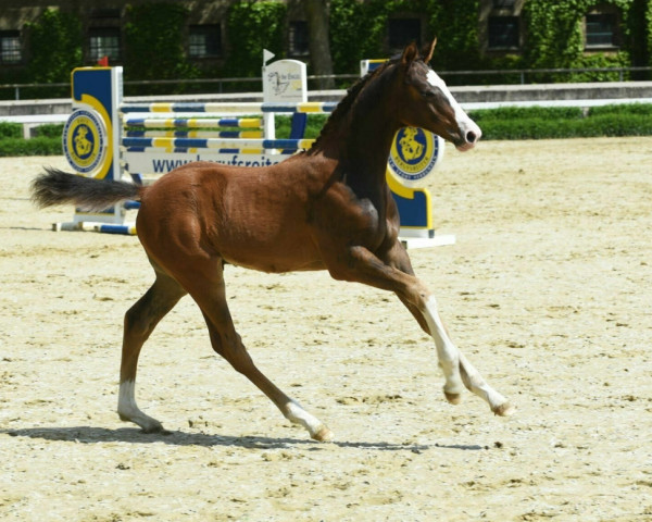 horse Zaphir (Westphalian, 2021, from Zoom)