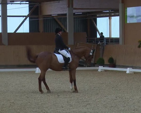 Reitturnier Grafenrheinfeld/Ufr. 2023