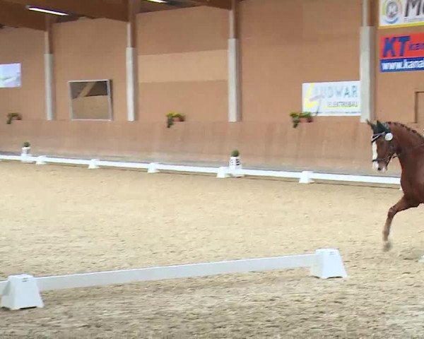 Reitturnier Grafenrheinfeld/Ufr. 2023