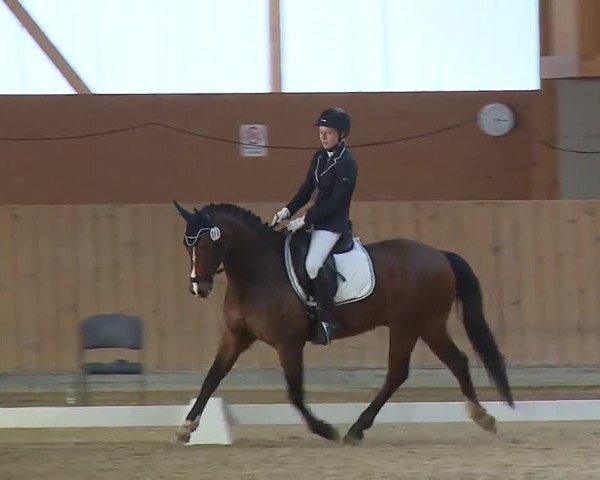 Reitturnier Grafenrheinfeld/Ufr. 2023