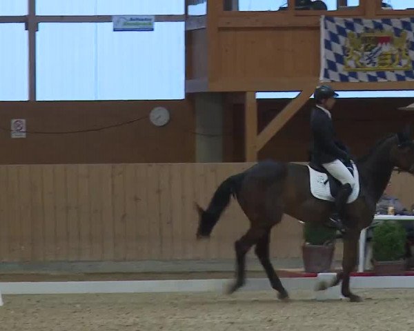 Reitturnier Grafenrheinfeld/Ufr. 2023