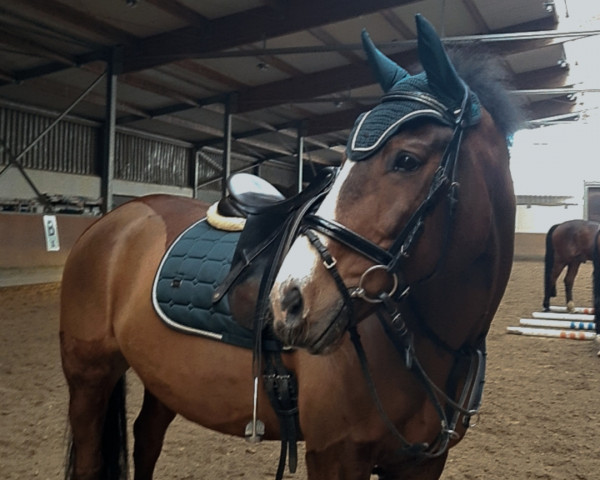 dressage horse Pasa Double 2 (Freiberger, 2006)