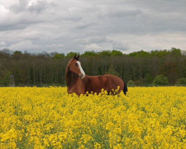 horse Paul 221 (Westphalian, 1998, from Pep)