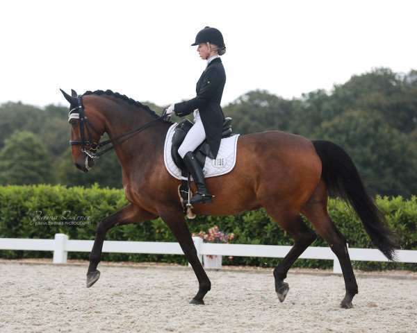 dressage horse Highlight 156 (Bavarian, 2008, from Hotline)