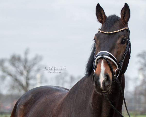 horse Bobby King (Oldenburg, 2018, from Borsalino)