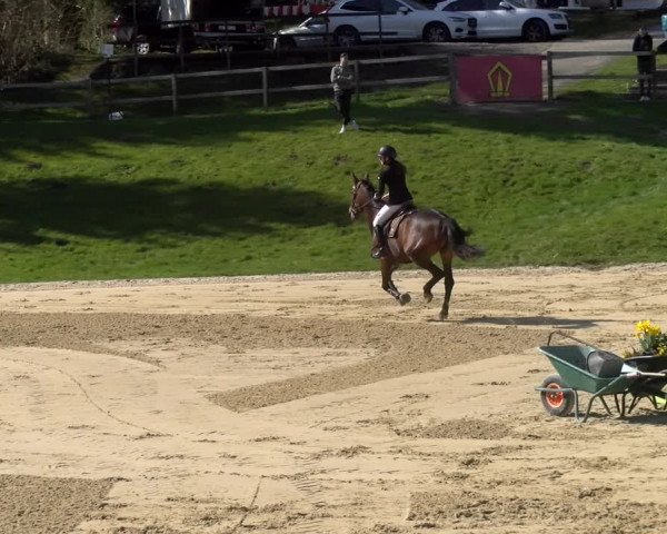 Reitturnier Wädenswil 2023