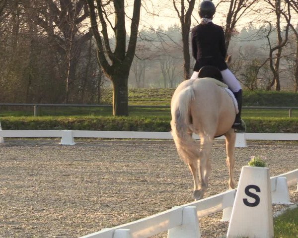 Reitturnier Elmlohe 2023