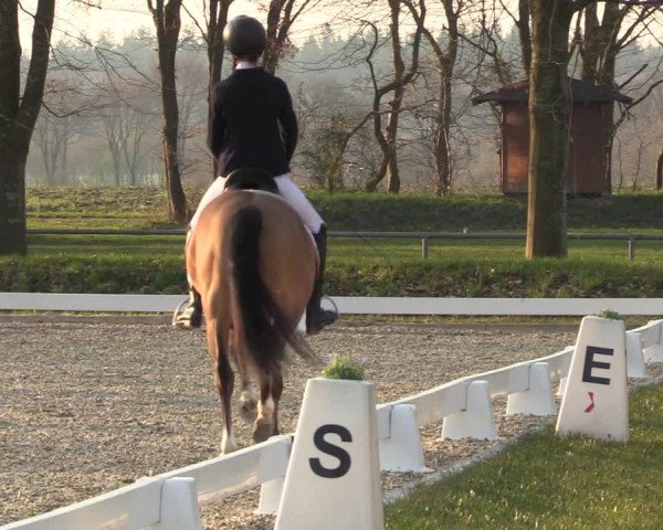 Reitturnier Elmlohe 2023