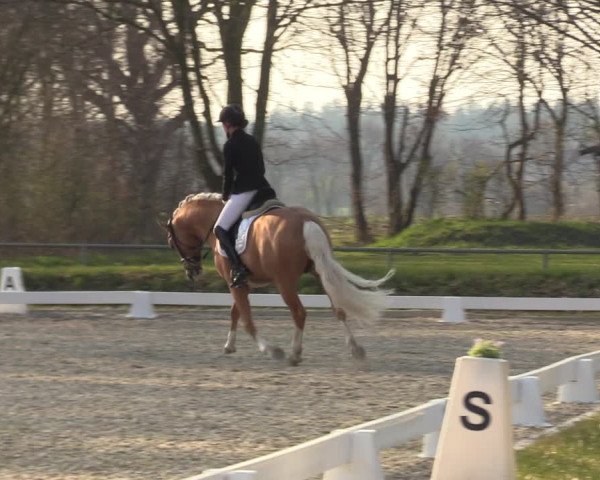 Reitturnier Elmlohe 2023