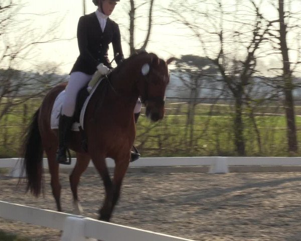 Reitturnier Elmlohe 2023