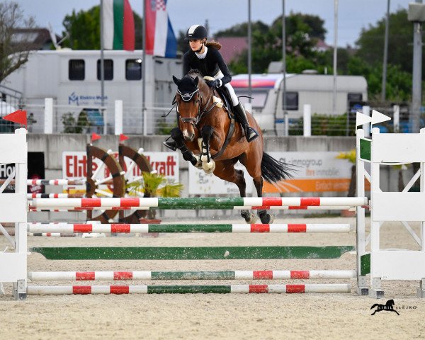 Springpferd IWEST Quentin (Holsteiner, 2013, von Quiran)