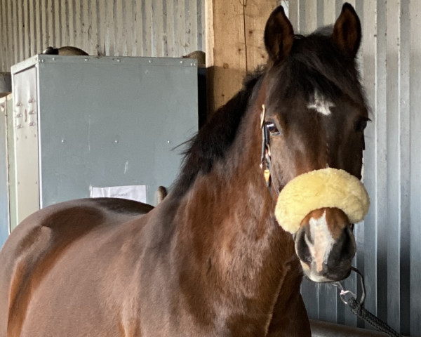 dressage horse Casper J (German Riding Pony, 2009, from Constantin)