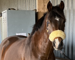 Dressurpferd Casper J (Deutsches Reitpony, 2009, von Constantin)