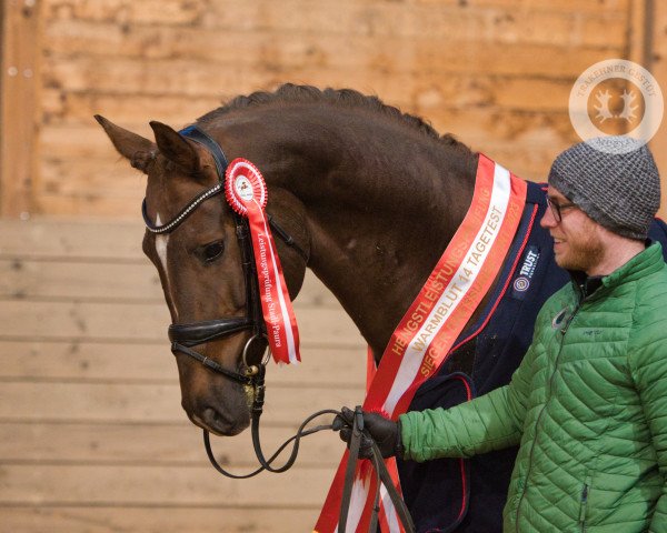 Deckhengst Rauhreif (Trakehner, 2019, von Freiherr von Stein)